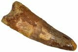Fossil Spinosaurus Tooth - Real Dinosaur Tooth #355753-1